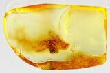 Detailed Fossil Long-Legged Fly and Ant in Baltic Amber #372580-1